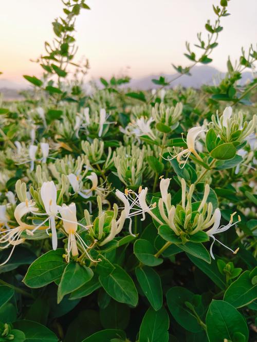 金銀花茶怎么泡？